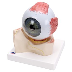 Oog