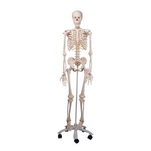 Gehele skeletten