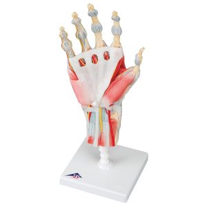 Hand & Pols