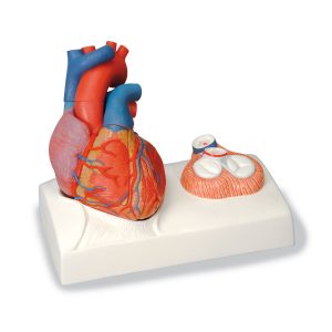 Hart & Bloedsomloop