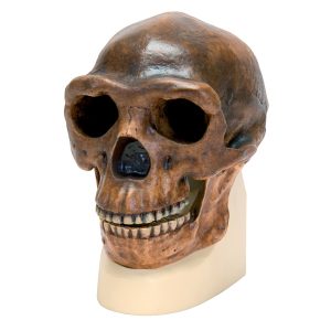 Antropologische Modellen