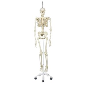 Skelet fysiologisch model