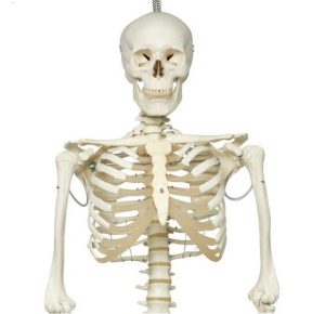 Skelet fysiologisch model