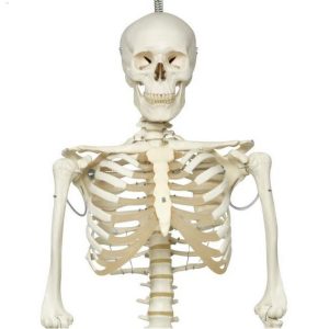 Skelet fysiologisch model