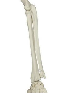 Skelet fysiologisch model