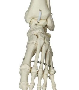 Skelet fysiologisch model
