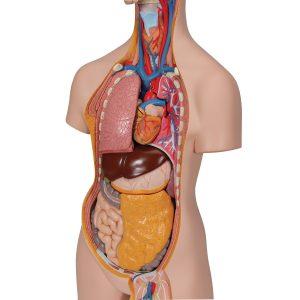 Classic unisex torso, 14-delig rompmodel