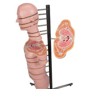 MRI Torso Model, 15 schijven