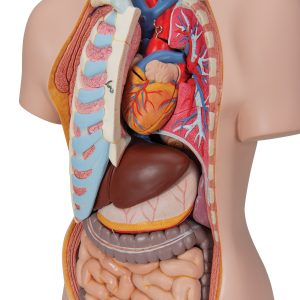 Classic unisex torso, 16-delig rompmodel