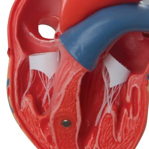 Basis Hart model