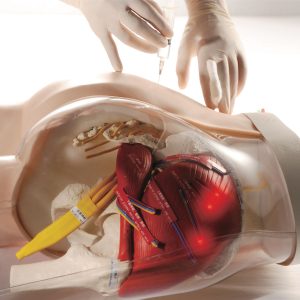 2-in-1 Intramusculaire Injectie Simulator Bil