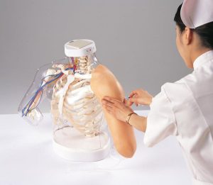 2-in-1 Intramusculaire Injectie Simulator Schouder en Arm
