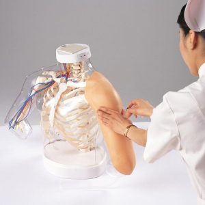 2-in-1 Intramusculaire Injectie Simulator Schouder en Arm
