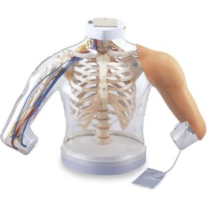 2-in-1 Intramusculaire Injectie Simulator Schouder en Arm