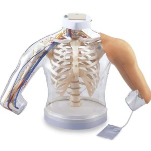2-in-1 Intramusculaire Injectie Simulator Schouder en Arm