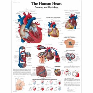 Hart & Bloedsomloop