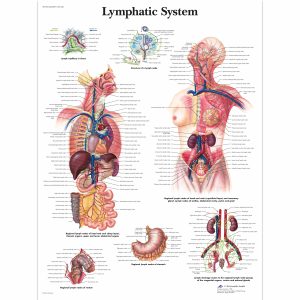 Lymfestelsel