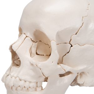 Didactische schedel, niet gekleurd, 22 delig