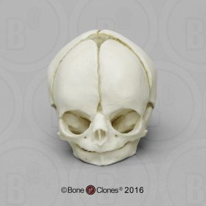 Foetus Schedel Set, 4-delig, met Lesplan