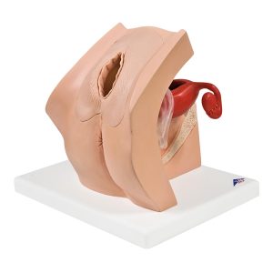 Gynaecologie