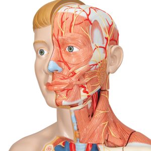Anatomisch Model Torso met Armspieren, 33-delig