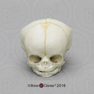 Foetus Schedel Set, 4-delig, met Lesplan