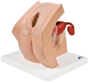 Anticonceptie Trainer Vrouw