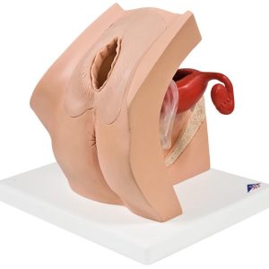 Anticonceptie Trainer Vrouw
