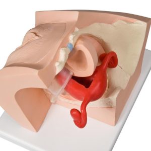 Anticonceptie Trainer Vrouw