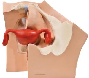 Anticonceptie Trainer Vrouw