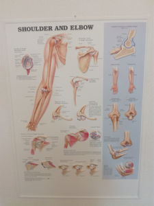 3D Reliëf Poster Schouder en Elleboog