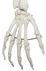 Standaard Skelet, 170 cm