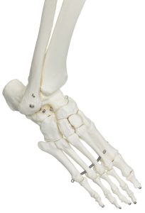 Standaard Skelet, 170 cm