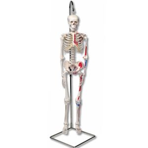 geavanceerd 80cm skelet, hangend & spieraanduidingen