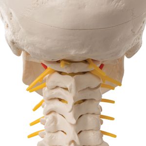 Schedel op cervicale wervelkolom