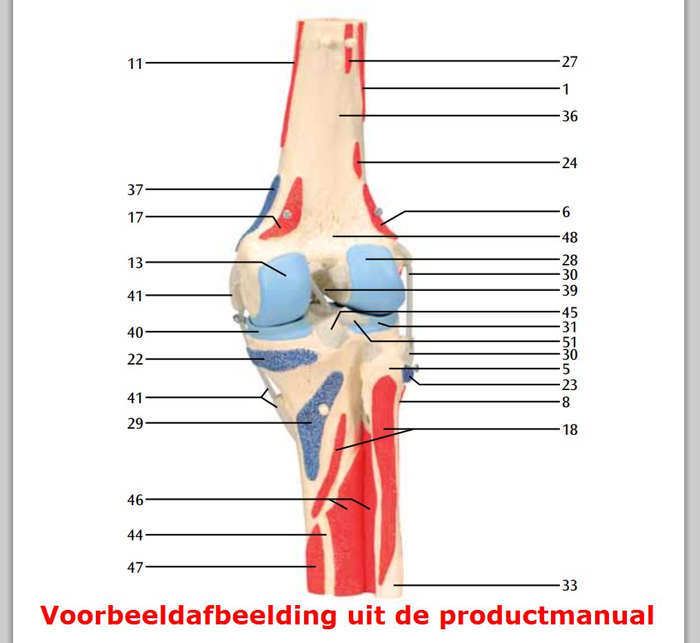 Kniegewricht met spieren