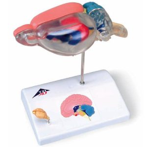 model Rat-Hersenen, vergelijkende anatomie