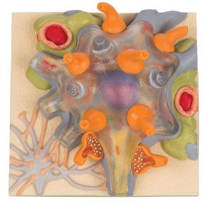 Neuron cellichaam