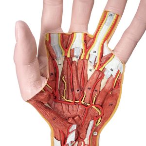 Interne anatomie van de hand