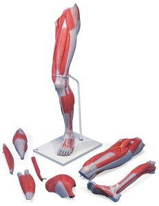 Anatomie model van de beenspieren, 7-delig