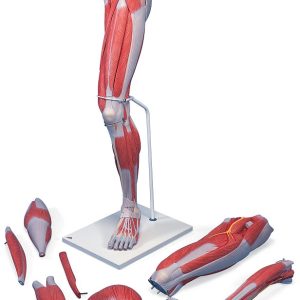 Anatomie model van de beenspieren, 7-delig