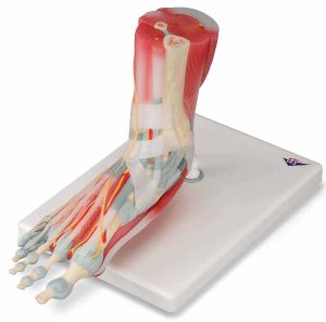 Voetskelet met ligamenten en spieren