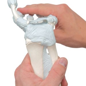 Hand skelet met elastische ligamenten