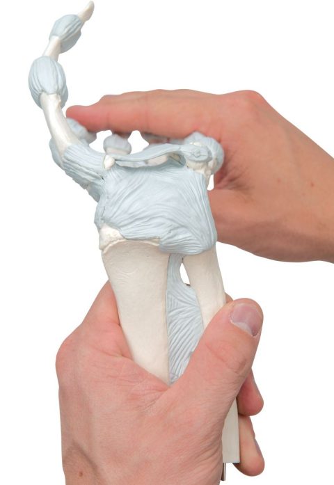 Hand skelet met elastische ligamenten