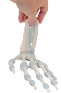 Hand skelet met elastische ligamenten