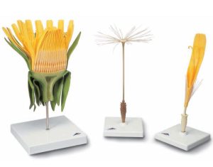 Paardenbloem (Taraxum officinale)