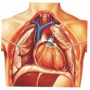 The heart I, anatomy wandplaat