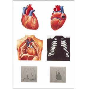 The heart I, anatomy wandplaat