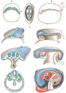 Embryology II