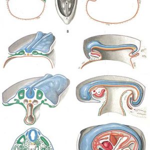 Embryology II